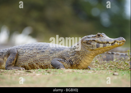 Caimano yacare, Pantanal, Mato Grosso, Brasile, Sud America Foto Stock