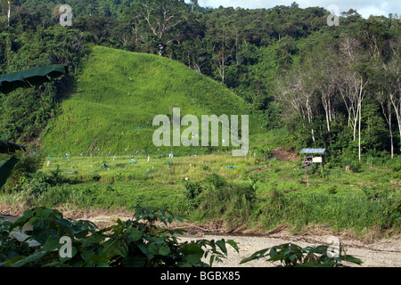 Hill il riso che è cresciuto su una collina cancellata di foresta tropicale tra Ranau Telupid e a Sabah Borneo Malese Foto Stock