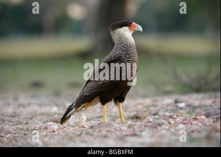 Caracara sud o sud Caracara crestato, caracara plancus, Pantanal, Mato Grosso, Brasile, Sud America Foto Stock