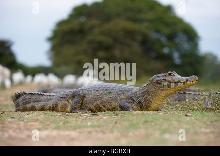 Caimano yacare, Pantanal, Mato Grosso, Brasile, Sud America Foto Stock