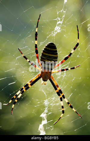 Giallo e nero, Argiope Giallo e Nero Garden Spider (Argiope bruennichi), femmina nella sua rete. Foto Stock