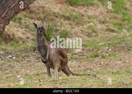 Grigio occidentale Canguro, Macropus fuliginosus, Danimarca, Australia occidentale Foto Stock