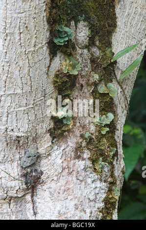 Mango (Mangifera sp.) tronco di albero con il lichen Kaieteur Parco Nazionale scudo della Guiana Guyana Sud America Ottobre Foto Stock