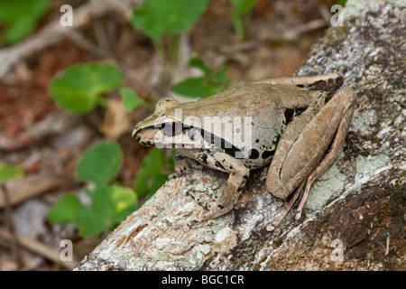 Roth's raganella, Litoria rothii Josephine Falls, Queensland, Australia Foto Stock