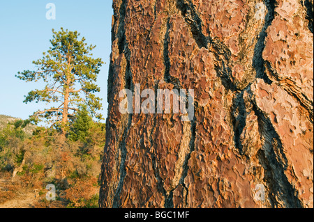 Albero e corteccia, Ponderosa Pine (Pinus ponderosa) Sand Harbor del Parco Statale di Lake Tahoe, Nevada Foto Stock