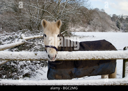 Pony bianco con un rivestimento in posizione eretta da una recinzione con neve sulla terra e tutto intorno. Foto Stock