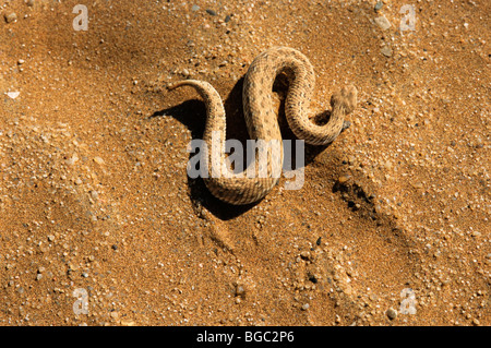 Sidewinder snake, Peringuey il sommatore, Peringuey deserto del sommatore, Sidewinding sommatore (Bitis peringueyi), Namib Desert, Namibia, Afr Foto Stock