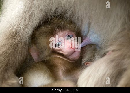 Macaque giapponese selvatico (Macaca fuscata) giovane bambino che beve latte da madre sull'isola di Honshu, Giappone Foto Stock