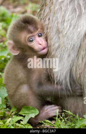 Macaque giapponese baby aggrappati alla madre di fur (Macaca fuscata) Foto Stock