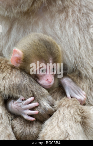 Macaque giapponese (Macaca fuscata) baby aggrappati alla madre la mano Foto Stock