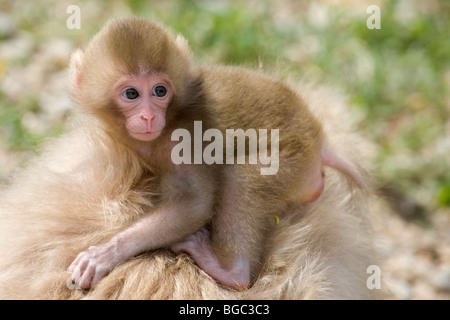 Macaque giapponese baby aggrappati alla madre di fur (Macaca fuscata) Foto Stock