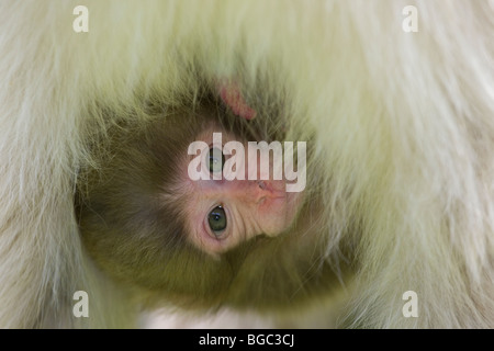 Macaque giapponese neonato il peering fuori dalla madre di fur (Macaca fuscata) Foto Stock