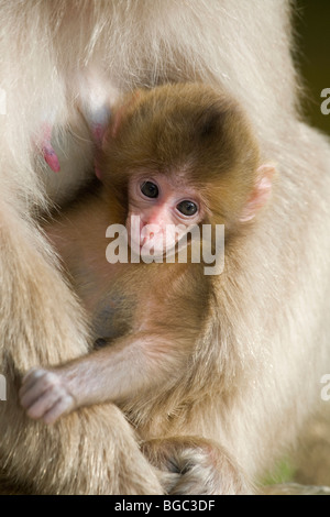 Macaque giapponese (Macaca fuscata) baby detenuti nella madre di braccia Foto Stock