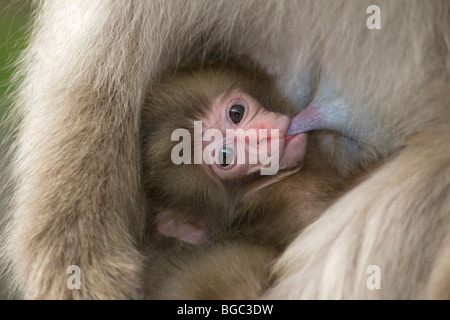 Wild Japanese macaque baby primo piano infermieristico da madre in Jigokudani Monkey Park, Giappone. (Macaca) Foto Stock