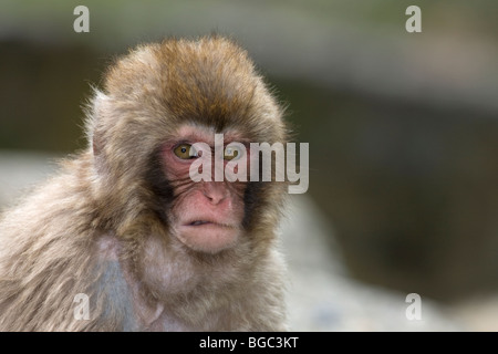 Giovane macaco giapponese selvaggio fare un volto mentre minacciano un'altra scimmia nel parco Jigokudani sull'isola di Honshu, Giappone (Macaca fuscata) Foto Stock