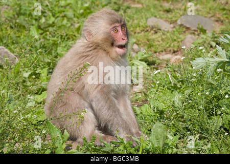 I giovani giapponesi macaque (Macaca fuscata) minaccia un altro monkey Foto Stock