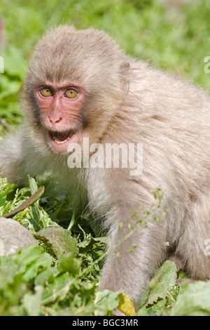 I giovani giapponesi macaque (Macaca fuscata) minaccia un altro monkey Foto Stock