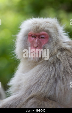 Macaque giapponese selvaggio minacciando un'altra scimmia (Macaca fuscata) nel Parco delle scimmie di Jigokudani sull'isola di Honshu, Giappone Foto Stock