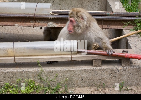 Scimmia Macaque giapponese selvaggia (Macaca fuscata) utilizzando uno strumento per raggiungere una mela che è stato nascosto nel tubo da un guardiano parco sull'isola di Honshu, Giappone Foto Stock