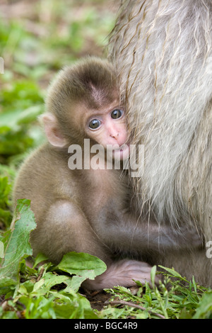 Macaque giapponese baby aggrappati alla madre di fur (Macaca fuscata) Foto Stock