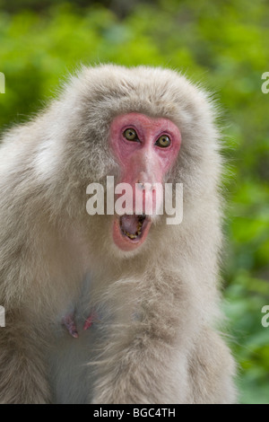 Macaque giapponese minacciando un'altra scimmia nella prefettura di Nagano, sull'isola di Honshu, Giappone (Macaca fuscata) Foto Stock