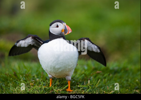 Atlantic Puffin (Fratercula arctica), Isola Treshnish, Scotland, Regno Unito, Europa Foto Stock