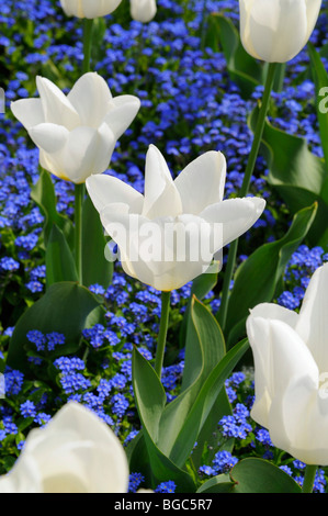 Tulipani bianco (Tulipa) con Forget-Me-non (Myosotis) Foto Stock