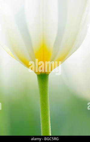 I tulipani (Tulipa), bianco e giallo Foto Stock