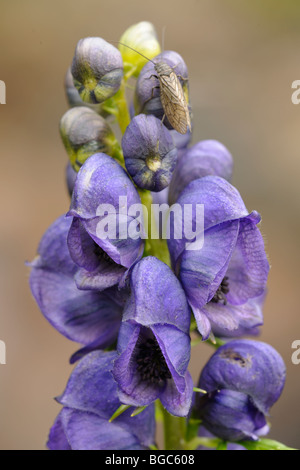 Monkshood (Aconitum), Duisitzkarsee, Schladminger Tauern, Stiria, Austria, Europa Foto Stock