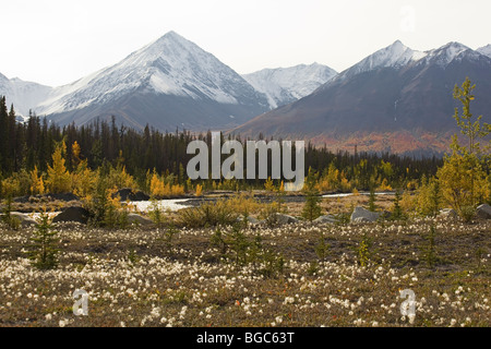 Estate Indiana lungo Haines Road, cotone erba e foglie in autunno colori, Quill Creek, St. Elias montagne dietro, Compit Kluane Foto Stock