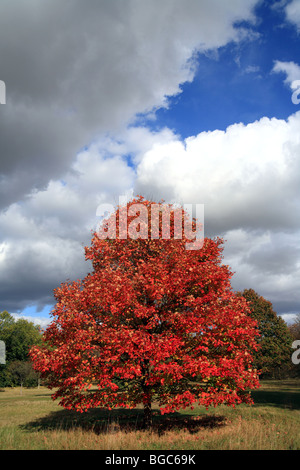 Autunno acero set contro un cielo blu con nuvole bianche Foto Stock