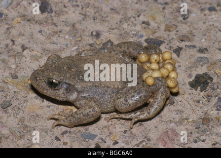 Ostetrica comune toad (Alytes obstetricans) Foto Stock