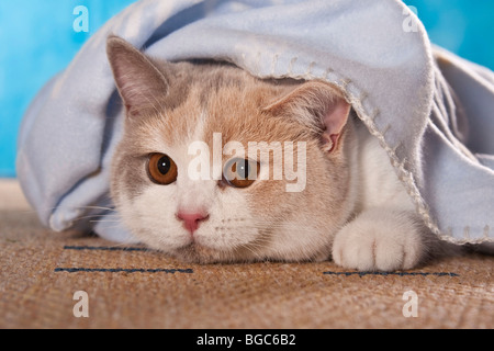 British Shorthair cat guardando fuori da sotto una coperta Foto Stock