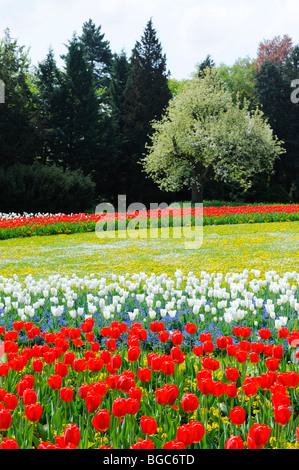 Letto di tulipani in Killesbergpark, Stoccarda, Baden-Wuerttemberg, Germania, Europa Foto Stock