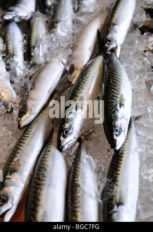 Appena catturati seafish presso il mercato del pesce di Bergen, Norvegia, Scandinavia, Europa settentrionale Foto Stock