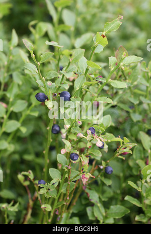 Un impianto di mirtillo europeo, un basso arbusto crescente in genere Vaccinium (Vaccinium myrtillus L) Foto Stock