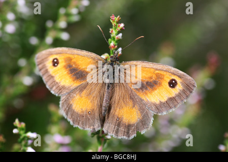 Gatekeeper (Pyronia tithonus) o (maniola tithonius) a volte chiamato Hedge Brown butterfly in stretta fino Foto Stock