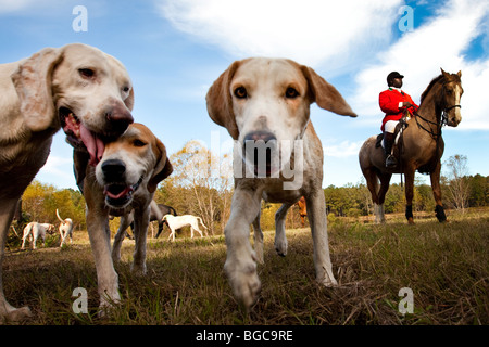 Jamie Greene, master di i segugi durante un foxhunt a Middleton Place plantation Charleston, Sc, STATI UNITI D'AMERICA Foto Stock