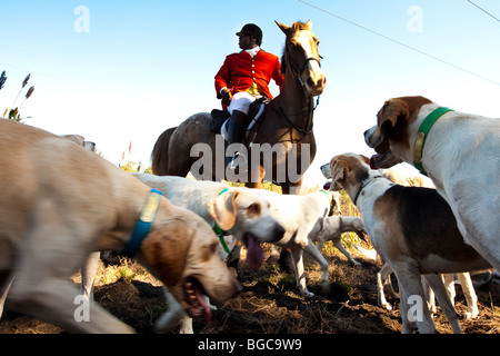 Jamie Greene, master di i segugi durante un foxhunt a Middleton Place plantation Charleston, Sc, STATI UNITI D'AMERICA Foto Stock