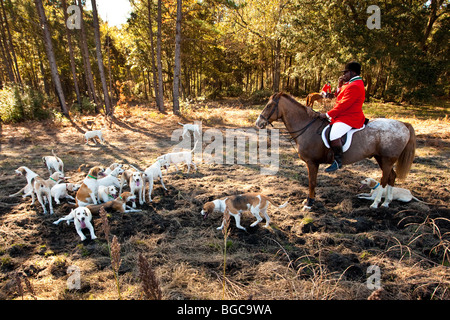 Jamie Greene, master di i segugi durante un foxhunt a Middleton Place plantation Charleston, Sc, STATI UNITI D'AMERICA Foto Stock