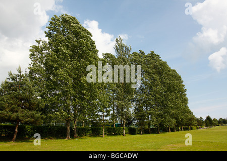 Lombardia il Pioppo, Populus nigra var. italica, che crescono lungo il bordo di un campo sportivo, U.K. Foto Stock