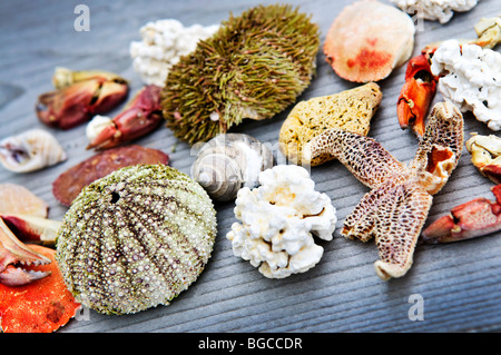 Diversi tipi di vita marina da oceano atlantico nelle acque di Terranova, del Canada Foto Stock