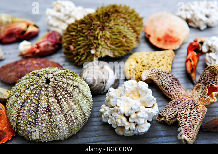 Diversi tipi di vita marina da oceano atlantico nelle acque di Terranova, del Canada Foto Stock