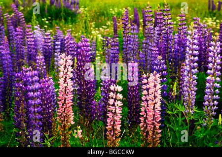 Viola e rosa giardino lupin fiori selvatici in Terranova Foto Stock