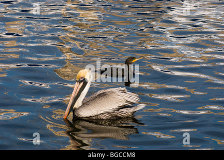 Brown Pelican, doppio di cormorani crestato. Foto Stock