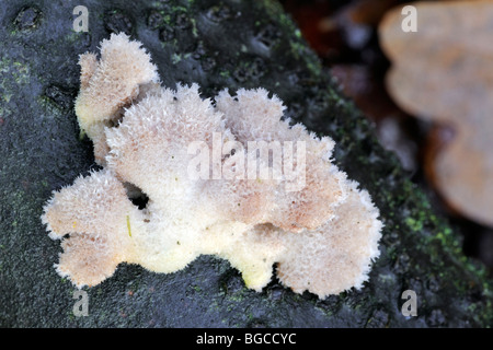 Comuni / porecrust Split gill (Schizophyllum comune / Agaricus alneus) sul ramo Foto Stock