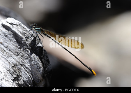 Blue Damsel volare su roccia Foto Stock