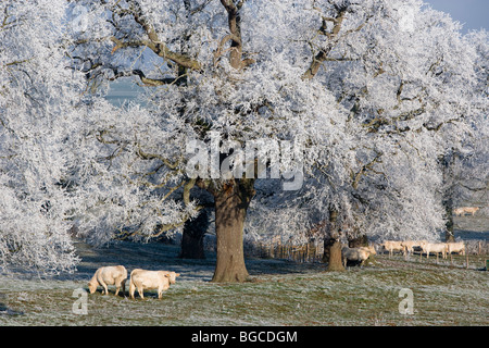 Paesaggio invernale in Borgogna Borgogna (in francese) Foto Stock