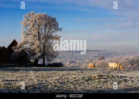 Arrivo dell' inverno in Brionnais région. Saône et Loire (71), la Borgogna. Francia Foto Stock