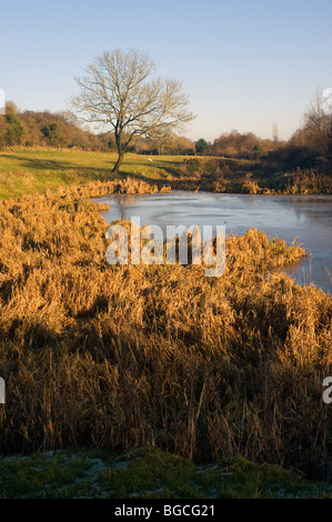 Congelati paesaggio con iced sul lago, (giorno di Natale 2009 in Paulton, Bristol, Somerset) Foto Stock